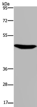 P2RX2 Antibody[37788]