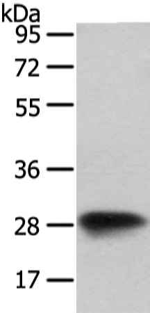 VAPA Antibody[42826]