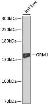 GRM1 Rabbit Polyclonal Antibod