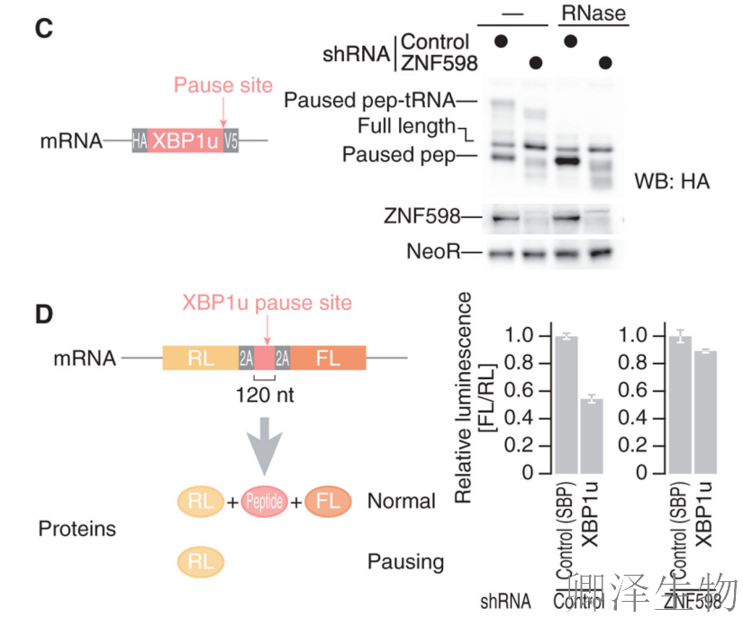 【Disome-seq-经典研究】 |核糖体