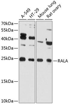 RALA Rabbit Polyclonal Antibod