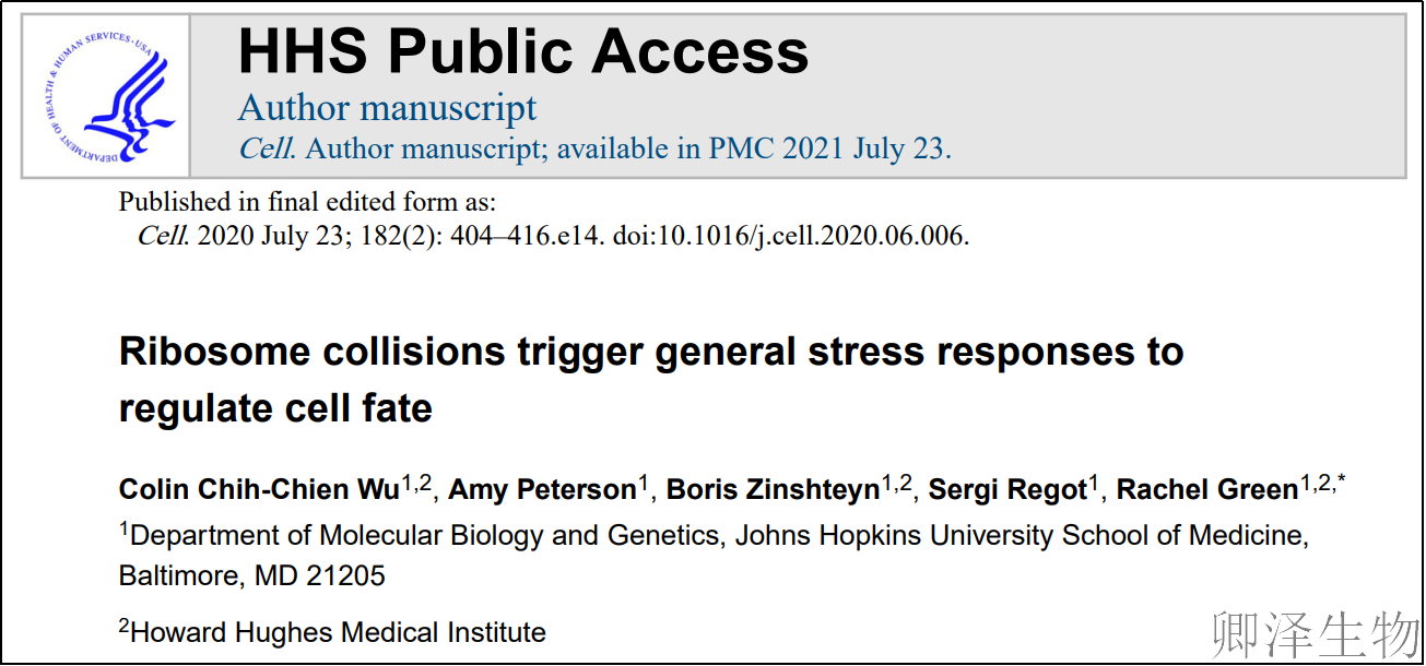 【核糖体碰撞-经典研究】 |细胞中的"交通堵塞"竟能决定生死？科学家揭示核糖体碰撞如何调控细胞命运