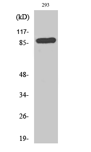 CD71 Polyclonal Antibody[40705