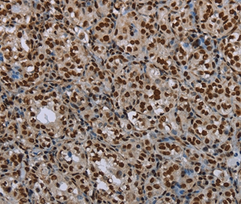 LEO1 Antibody[37702]