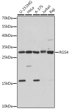 RGS4 Rabbit Polyclonal Antibod