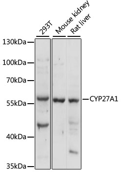 CYP27A1 Rabbit Polyclonal Anti