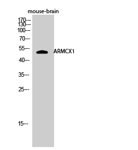 ARMCX1 Polyclonal Antibody[406