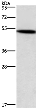 SMAD3 Antibody[37418]