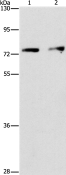 INTS10 Antibody[36159]