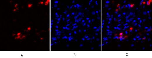 PKC Polyclonal Antibody[41347]