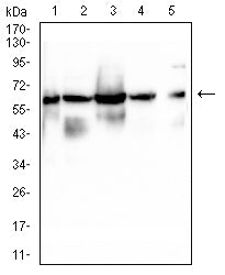 LMNB1 Mouse mAb[63874]