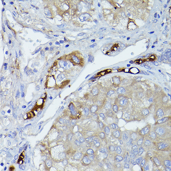 CFH antibody[38390]