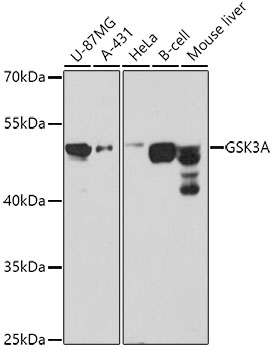 GSK3A Rabbit Polyclonal Antibo