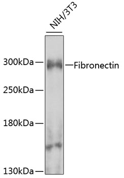 Fibronectin Rabbit Polyclonal 
