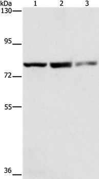 NFE2L1 Antibody[35844]