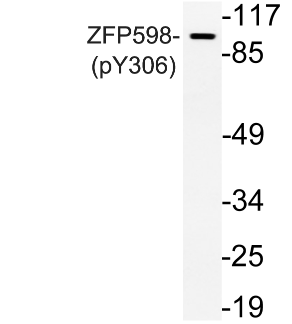 ZFP598 (phospho-Tyr306) Polycl