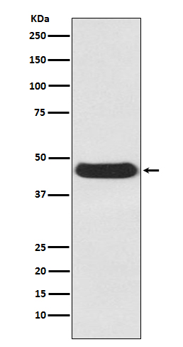Atg4B Rabbit mAb[56184]