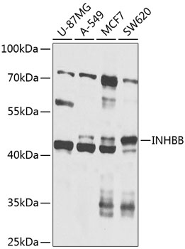 INHBB Rabbit Polyclonal Antibo
