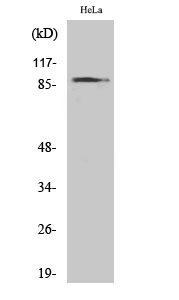 HSP90A Polyclonal Antibody[410
