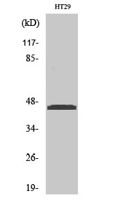Ribosomal Protein L3 Polyclona
