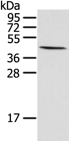 HIF1AN Antibody[42894]