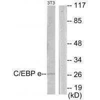 CEBPE Antibody[33907]
