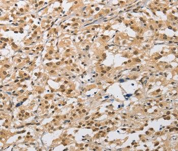 AMZ2 Antibody[36126]