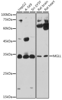 MGLL antibody[39074]