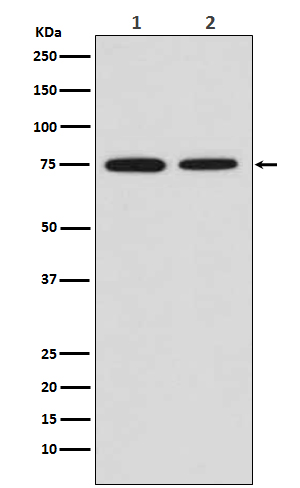 MSR1 Rabbit mAb[56234]
