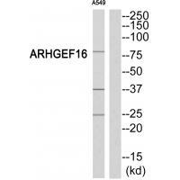 ARHGEF16 Antibody[34993]