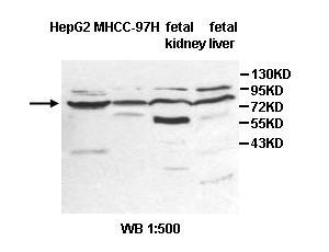 ZNF182 Antibody[39592]
