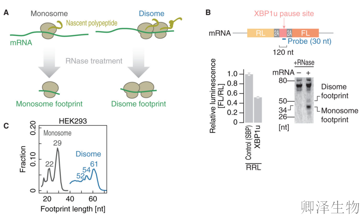 【Disome-seq-经典研究】 |核糖体