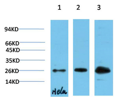 HP-1γ Mouse Monoclonal Antibod