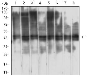 RBBP7 Mouse mAb[64174]