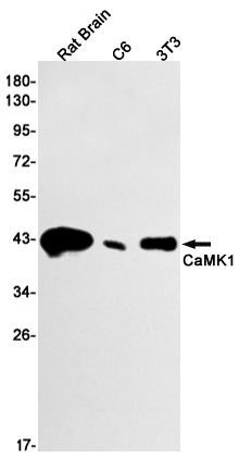 CaMK1 Rabbit mAb[52079]