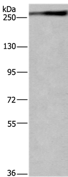 IGF2R Antibody[37644]