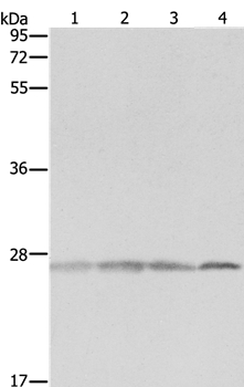 PRDX3 Antibody[35890]