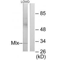 Mlx Antibody[34102]