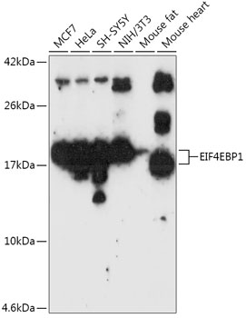 EIF4EBP1 antibody[38227]