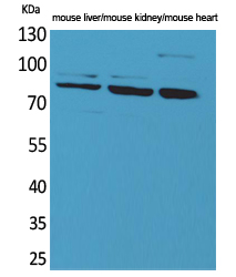 CUL-4B Polyclonal Antibody[415