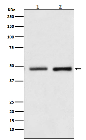 Reptin / RUVBL2 Rabbit mAb[562