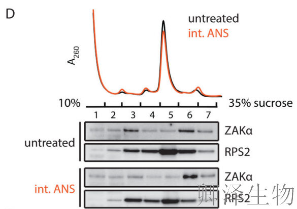 【核糖体碰撞-经典研究】 |细胞中的