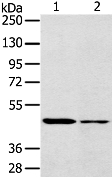 SCD Antibody[37896]
