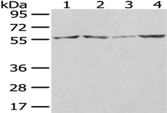 WASL Antibody[43021]
