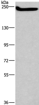 CASP8AP2 Antibody[37574]