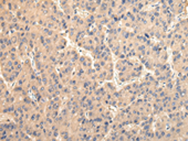 USP15 Antibody[42821]