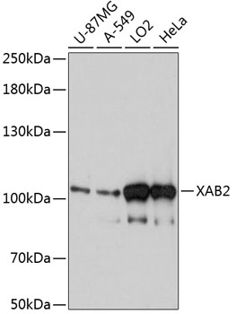 XAB2 Rabbit Polyclonal Antibod