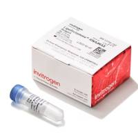 Lipofectamine™ RNAiMAX 转染试剂 13778150