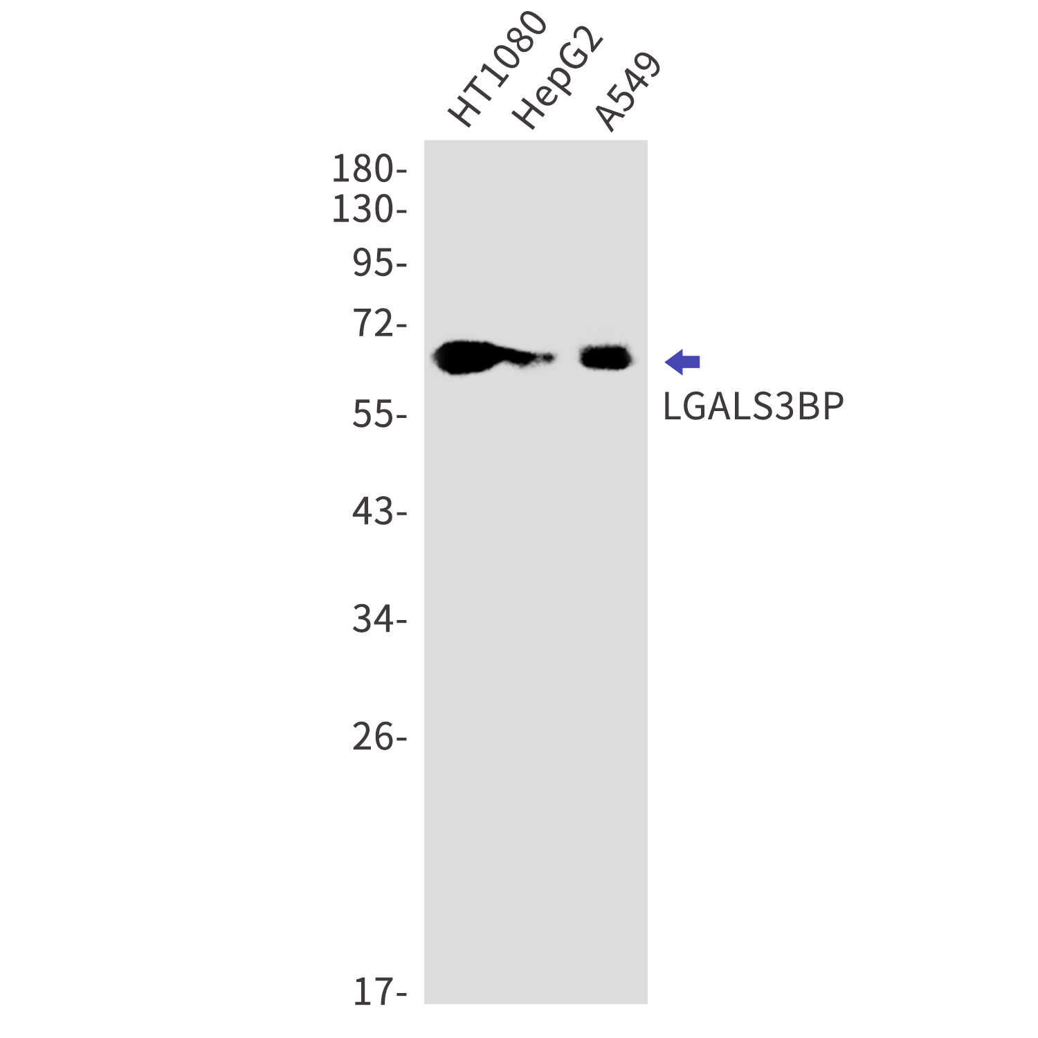 LGALS3BP Rabbit mAb[52397]