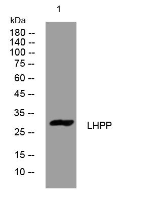 LHPP rabbit pAb[62010]